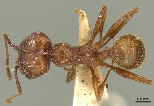 Pheidole jelskii specimen CASENT0916061 image casent0916061_1