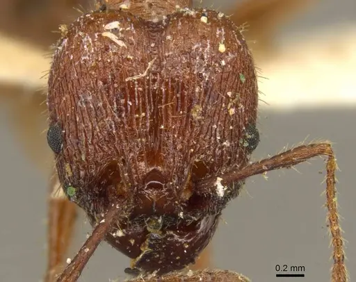 Pheidole jelskii specimen CASENT0916061 image casent0916061_2