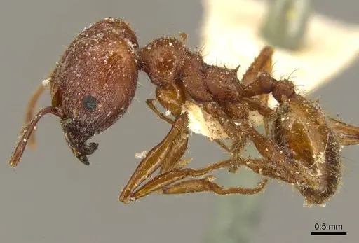 Pheidole jelskii specimen CASENT0916061 image casent0916061_3