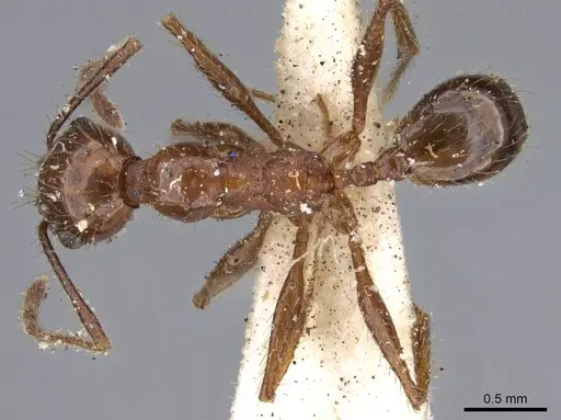 Pheidole jelskii specimen CASENT0919781 image casent0919781_1