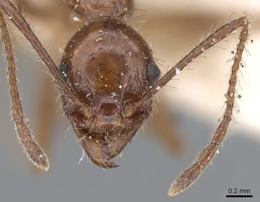 Pheidole jelskii specimen CASENT0919781 image casent0919781_2