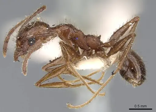 Pheidole jelskii specimen CASENT0919781 image casent0919781_3