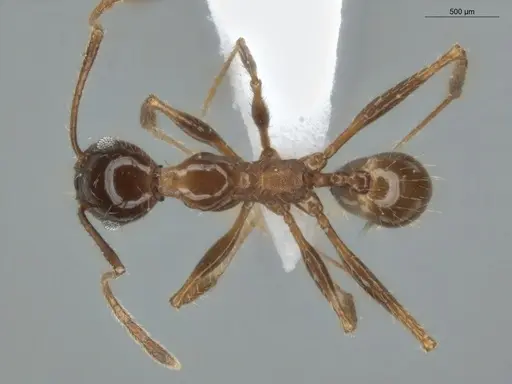 Pheidole jelskii specimen ECOFOG-OI17-0005-07 image ecofog-oi17-0005-07_1