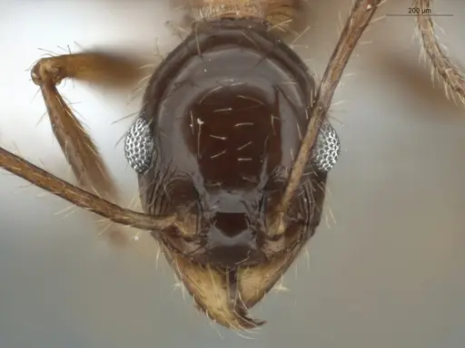 Pheidole jelskii specimen ECOFOG-OI17-0005-07 image ecofog-oi17-0005-07_2