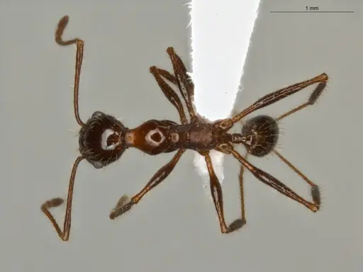 Pheidole jelskii specimen ECOFOG-OI17-0045-01 image ecofog-oi17-0045-01_1