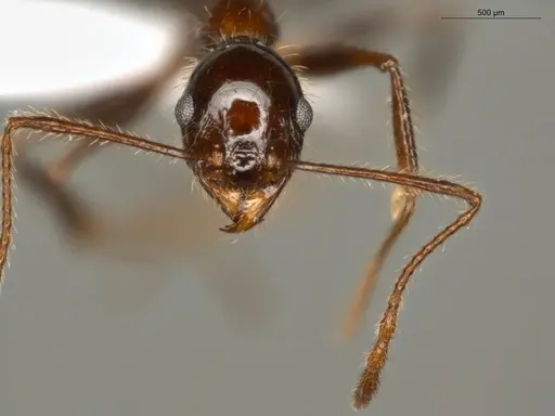 Pheidole jelskii specimen ECOFOG-OI17-0045-01 image ecofog-oi17-0045-01_2
