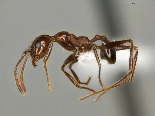 Pheidole jelskii specimen ECOFOG-OI17-0045-01 image ecofog-oi17-0045-01_3