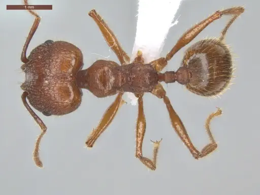 Pheidole jelskii specimen ECOFOG-PAT19-0066-14-S image ecofog-pat19-0066-14-s_1