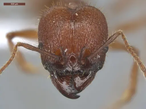 Pheidole jelskii specimen ECOFOG-PAT19-0066-14-S image ecofog-pat19-0066-14-s_2