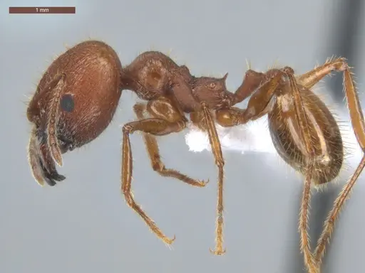 Pheidole jelskii specimen ECOFOG-PAT19-0066-14-S image ecofog-pat19-0066-14-s_3