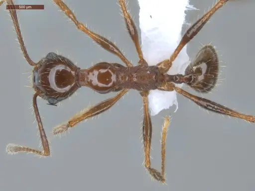 Pheidole jelskii specimen ECOFOG-PAT19-0066-14 image ecofog-pat19-0066-14_1