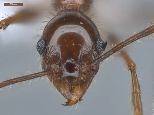 Pheidole jelskii specimen ECOFOG-PAT19-0066-14 image ecofog-pat19-0066-14_2