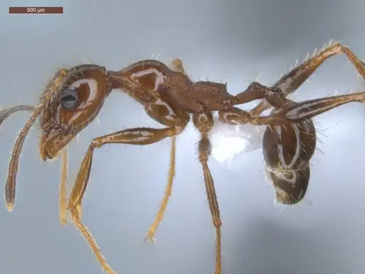 Pheidole jelskii specimen ECOFOG-PAT19-0066-14 image ecofog-pat19-0066-14_3