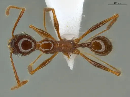 Pheidole jelskii specimen ECOFOG-SG17-0014-08 image ecofog-sg17-0014-08_1