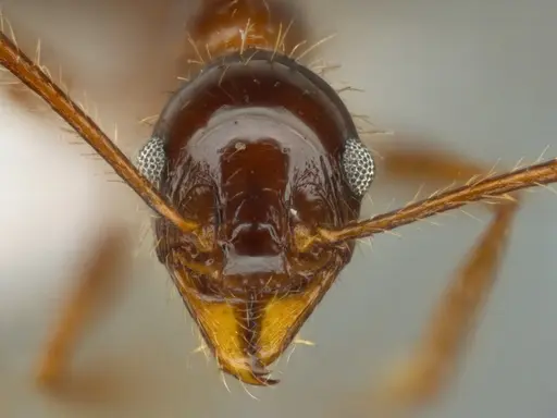 Pheidole jelskii specimen ECOFOG-SG17-0014-08 image ecofog-sg17-0014-08_2