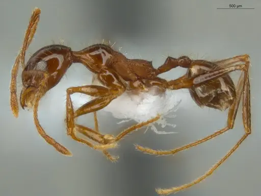 Pheidole jelskii specimen ECOFOG-SG17-0014-08 image ecofog-sg17-0014-08_3