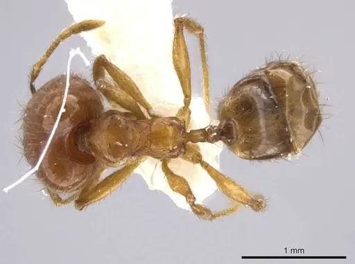Pheidole jivaro specimen JTLC000016418 image jtlc000016418_1