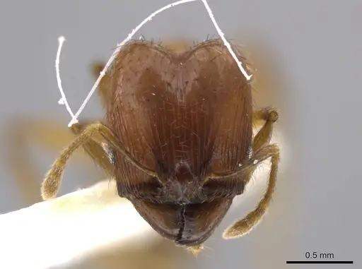 Pheidole jivaro specimen JTLC000016418 image jtlc000016418_2