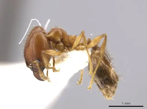 Pheidole jivaro specimen JTLC000016418 image jtlc000016418_3