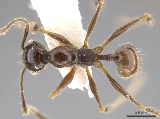 Pheidole jivaro specimen JTLC000016419 image jtlc000016419_1