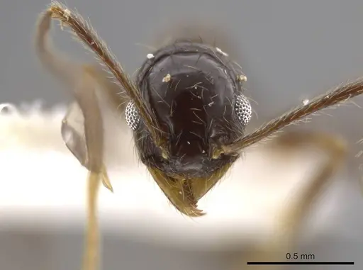 Pheidole jivaro specimen JTLC000016419 image jtlc000016419_2