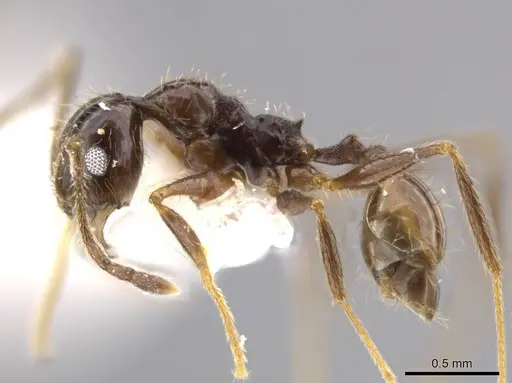 Pheidole jivaro specimen JTLC000016419 image jtlc000016419_3