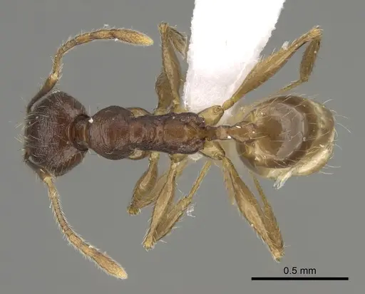 Pheidole joffreville specimen CASENT0406352 image casent0406352_1