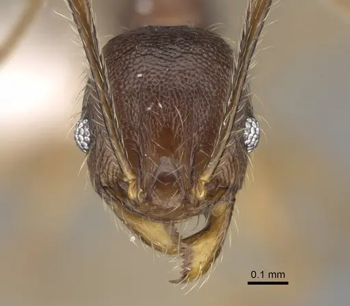 Pheidole joffreville specimen CASENT0406352 image casent0406352_2