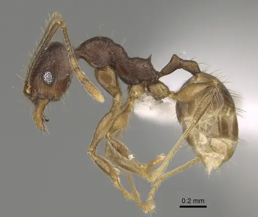 Pheidole joffreville specimen CASENT0406352 image casent0406352_3