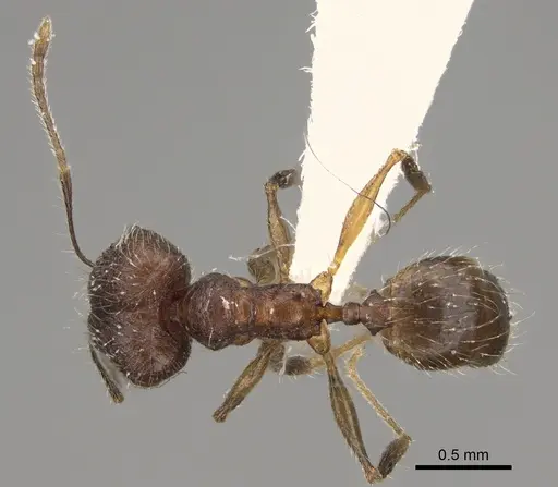 Pheidole joffreville specimen CASENT0406355 image casent0406355_1