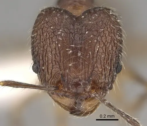 Pheidole joffreville specimen CASENT0406355 image casent0406355_2