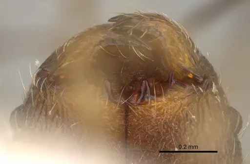 Pheidole joffreville specimen CASENT0406355 image casent0406355_3