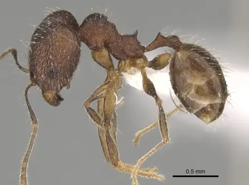 Pheidole joffreville specimen CASENT0406355 image casent0406355_4