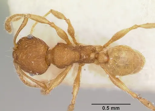Pheidole jonas specimen CASENT0101689 image casent0101689_1