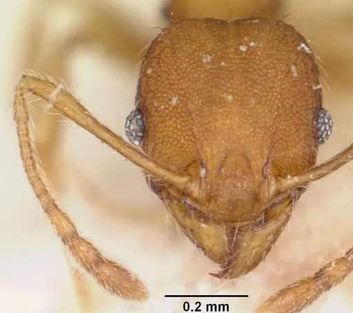 Pheidole jonas specimen CASENT0101689 image casent0101689_2
