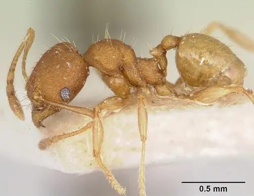 Pheidole jonas specimen CASENT0101689 image casent0101689_3