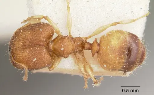 Pheidole jonas specimen CASENT0101758 image casent0101758_1