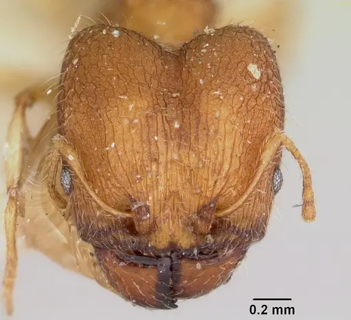 Pheidole jonas specimen CASENT0101758 image casent0101758_2