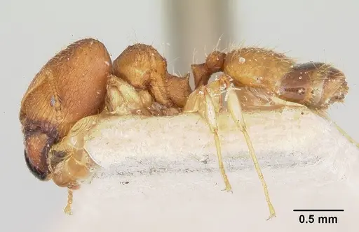 Pheidole jonas specimen CASENT0101758 image casent0101758_3