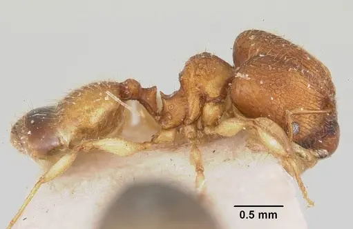 Pheidole jonas specimen CASENT0101758 image casent0101758_4