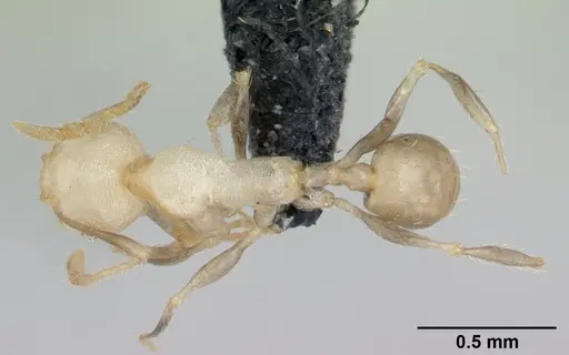 Pheidole jonas specimen CASENT0132617 image casent0132617_1