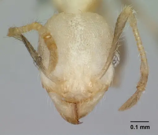 Pheidole jonas specimen CASENT0132617 image casent0132617_2
