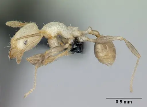 Pheidole jonas specimen CASENT0132617 image casent0132617_3
