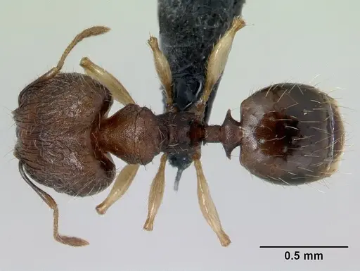 Pheidole jonas specimen CASENT0132683 image casent0132683_1