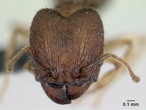 Pheidole jonas specimen CASENT0132683 image casent0132683_2