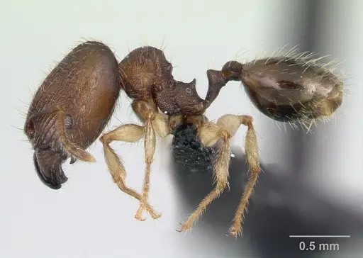 Pheidole jonas specimen CASENT0132683 image casent0132683_3