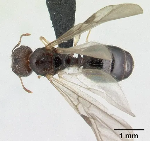 Pheidole jonas specimen CASENT0132751 image casent0132751_1