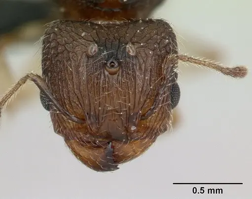 Pheidole jonas specimen CASENT0132751 image casent0132751_2