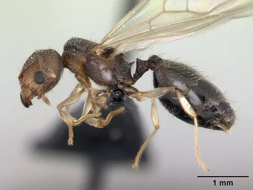 Pheidole jonas specimen CASENT0132751 image casent0132751_3