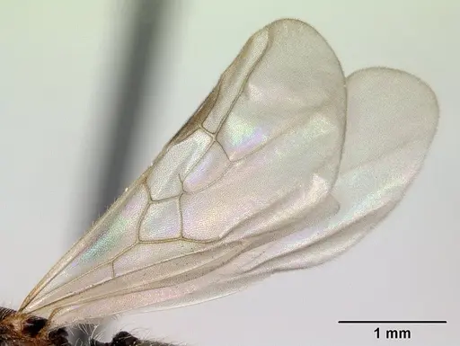Pheidole jonas specimen CASENT0132751 image casent0132751_4
